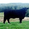Galloway cow